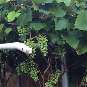 Meet your Posher, Trung